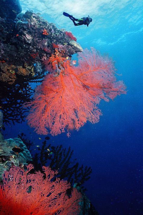 great barrier reef