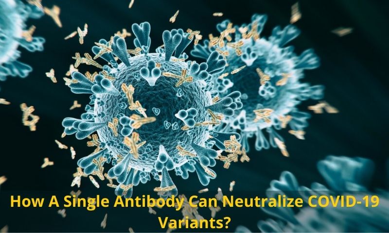 Single Antibody