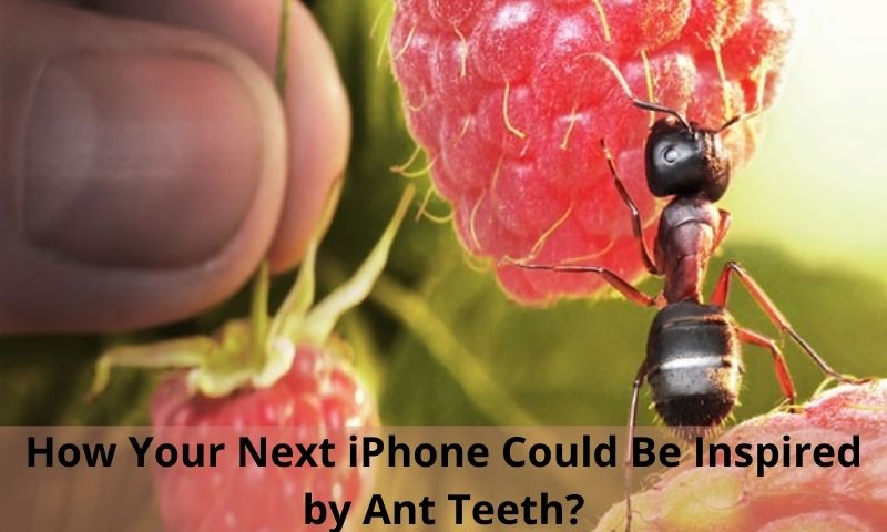 Ant Teeth