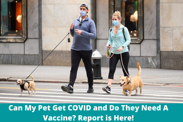 Can My Pet Get COVID and Do They Need A Vaccine? Report is Here!