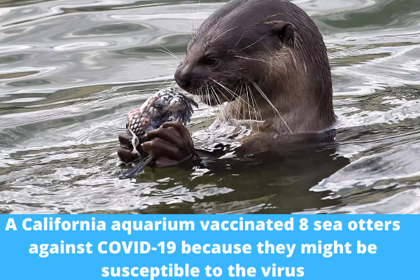 A California aquarium vaccinated 8 sea otters against COVID-19 because they might be susceptible to the virus