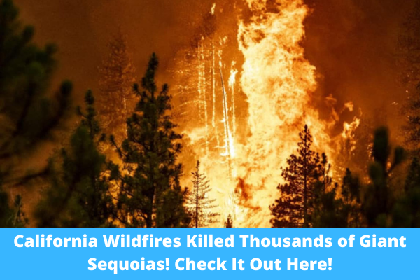 California Wildfires Killed Thousands of Giant Sequoias! Check It Out Here!