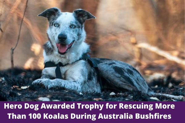 Hero Dog Awarded Trophy for Rescuing More Than 100 Koalas During Australia Bushfires