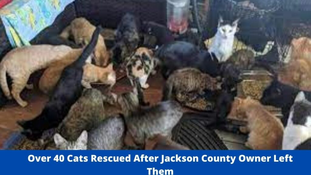 Over 40 Cats Rescued After Jackson County Owner Left Them