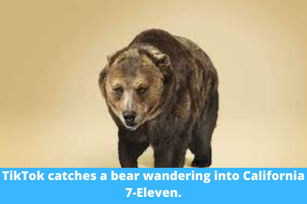 TikTok catches a bear wandering into California 7-Eleven.