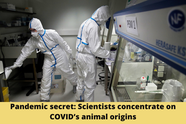 Pandemic secret: Scientists concentrate on COVID’s animal origins