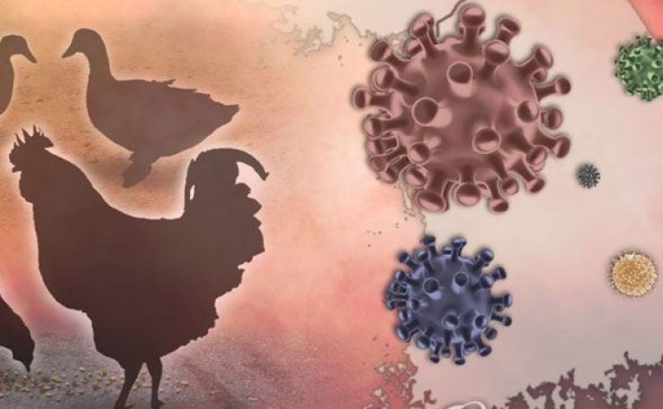 highly pathogenic avian influenza
