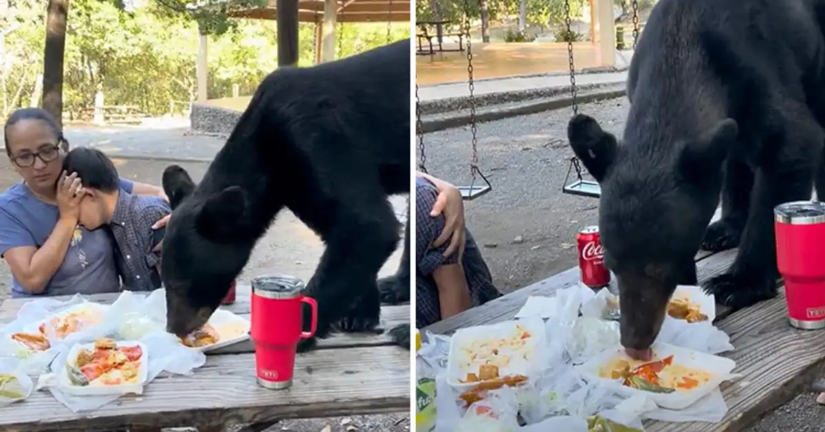 Mom Shields Her Son Eyes As A Black Bear