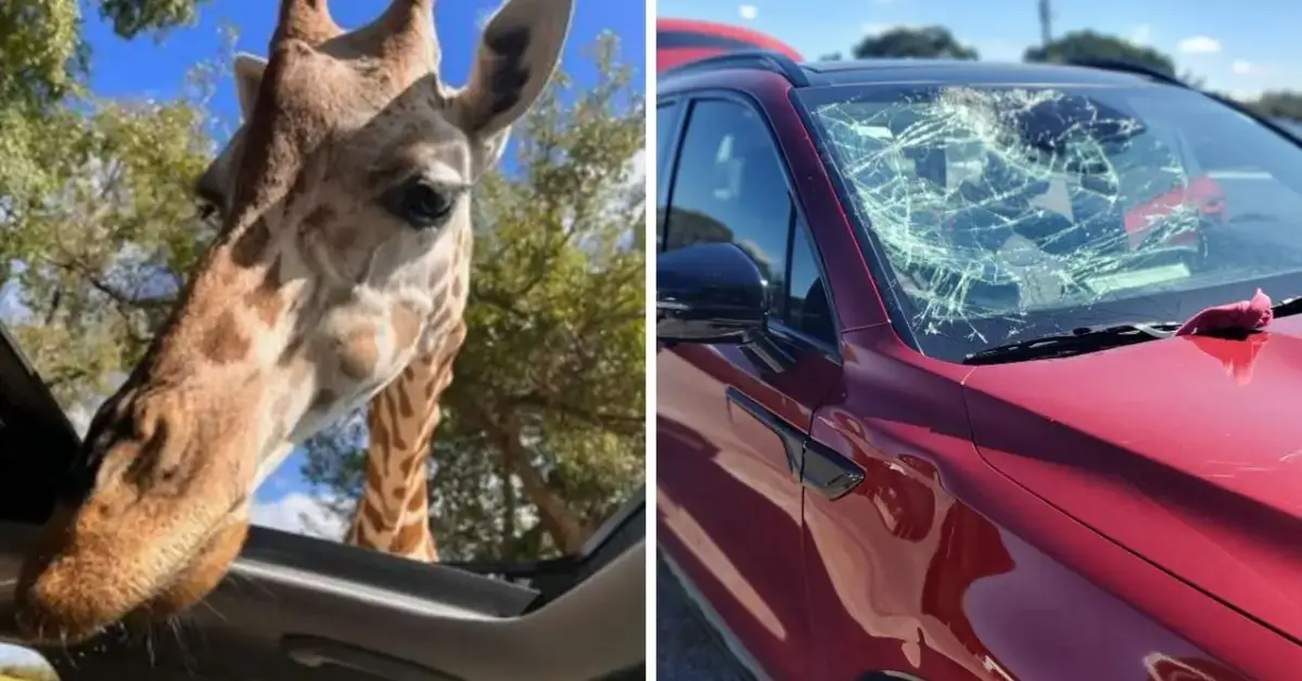 Giraffe Smashes Granbury Family Car Windshield