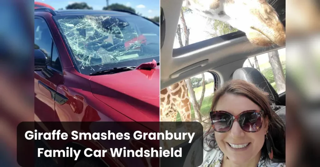 Giraffe Smashes Granbury Family Car Windshield