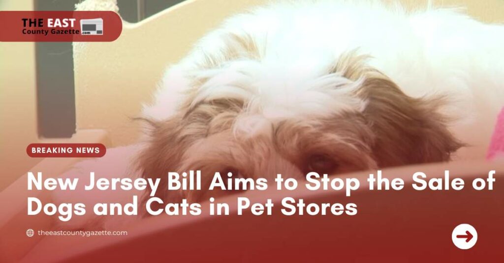 New Jersey Bill Aims to Stop the Sale of Dogs and Cats in Pet Stores