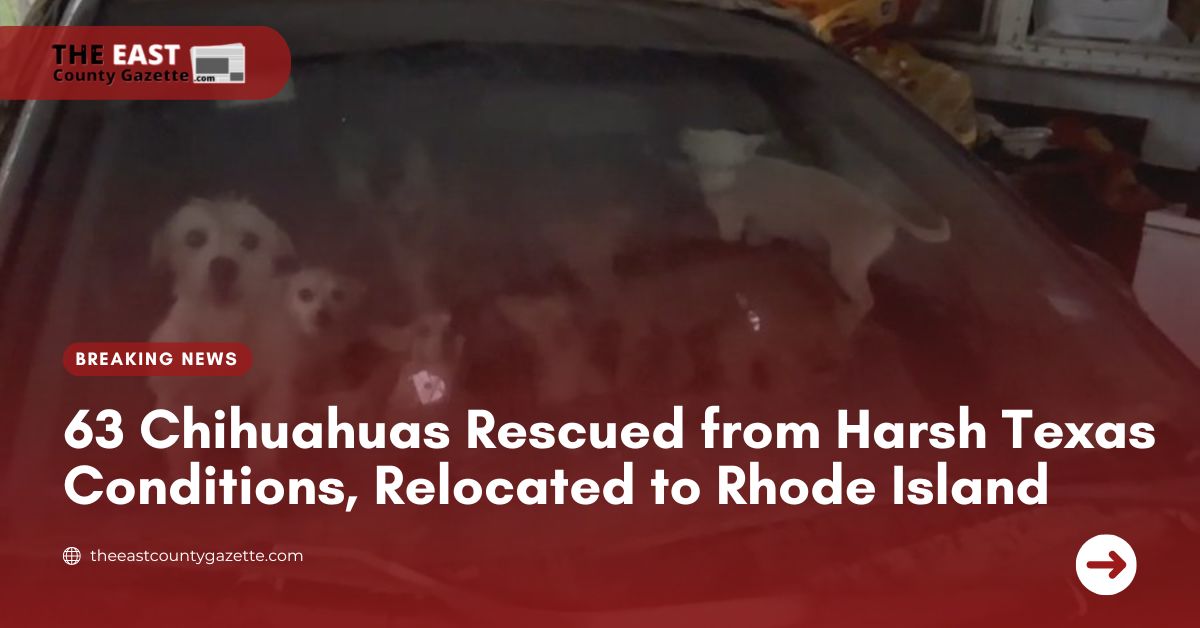 63 Chihuahuas Rescued from Harsh Texas Conditions, Relocated to Rhode Island