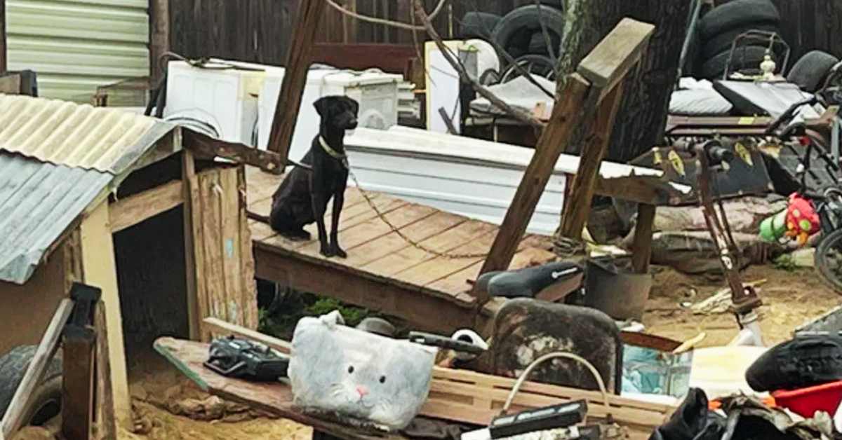 Atascosa County Steps Up, Rescues 30 Dogs from Poor Conditions