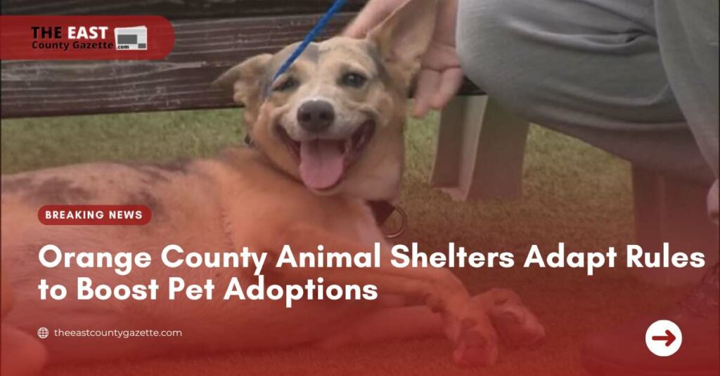 Orange County Animal Shelters Adapt Rules to Boost Pet Adoptions