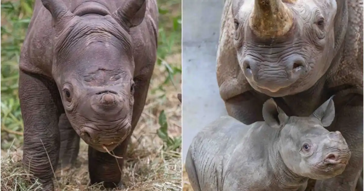 Oregon Zoo Celebrates Rhino Calf's One-Month Milestone